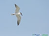 Uccelli charadriiformi 27 - Sterna zampenere.jpg